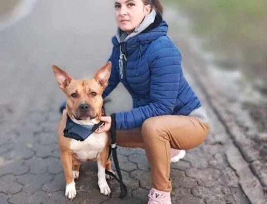 Американський стаффордширський тер’єр: Шикарні малюки від пари Річч та Баффі