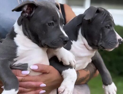 Американський стаффордширський тер’єр: Крупні та міцні малюки