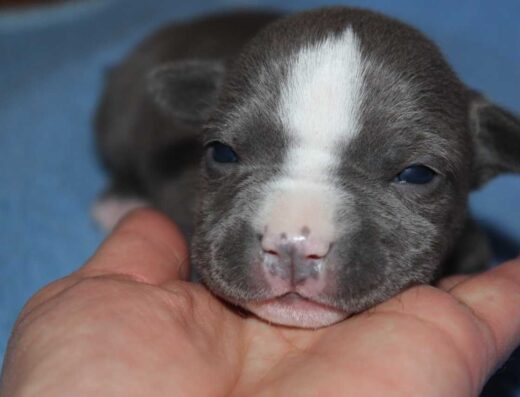 Американський стаффордширський тер’єр: Блакитні леді та джентльмени з розплідника “GRACEFUL LUXURY”