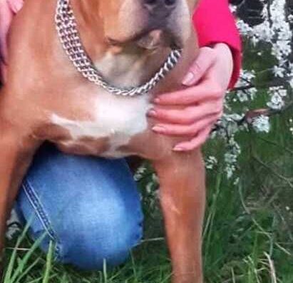 Американський стаффордширський тер’єр: Маленькі хвостики у пошуку родин