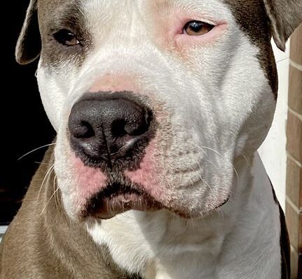 Американський стаффордширський тер’єр: Вірний друг та справжній богатир