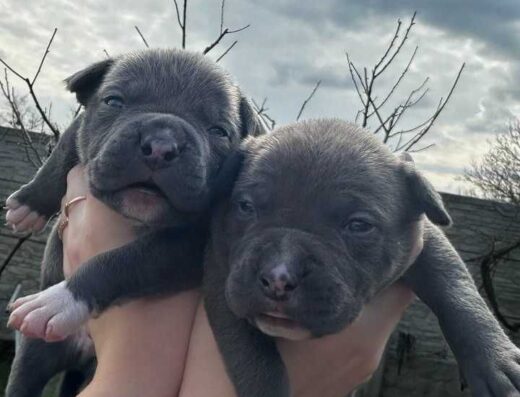 Американський стаффордширський тер’єр: Блакитні малюки з чудовим родоводом