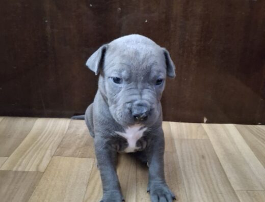 Американський стаффордширський тер’єр: Грайливі малюки в пошуку люблячих родин