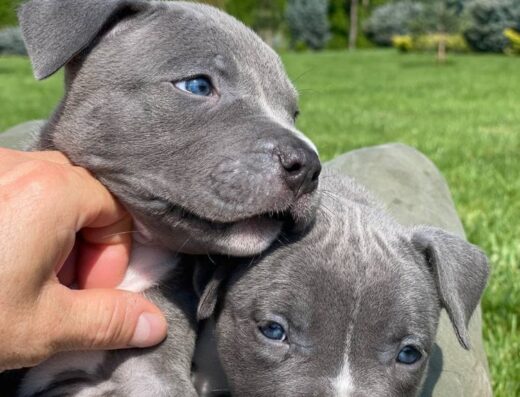 Американський стаффордширський тер’єр: Блакитні малюки з розплідника