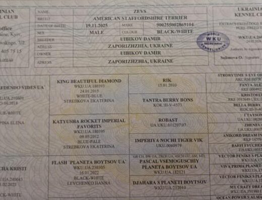 Американський стаффордширський тер’єр: Соціалізований богатир із родоводом WKU