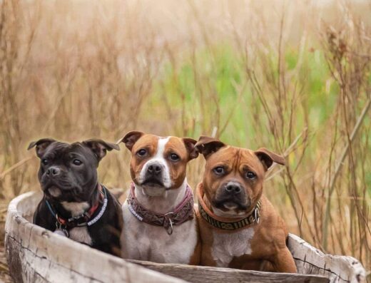 Стаффордширський бультер’єр: Породні малюки від чемпіонів розплідника “Aurum Moribus”