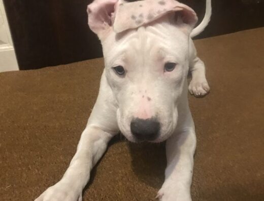 Американський стаффордширський тер’єр: Малюки від кандидатки у чемпіони України