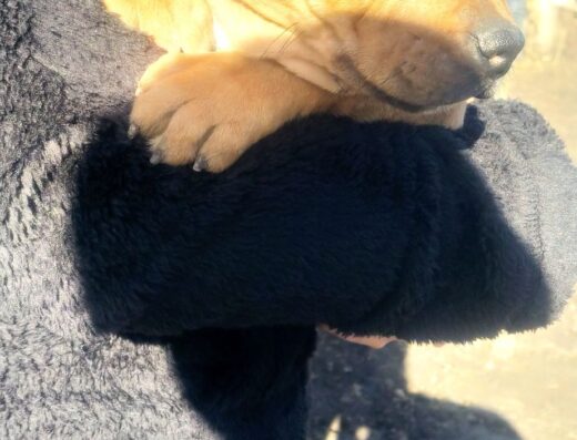 Стаффордширський бультер’єр: Чарівні малюки з монопородного розплідника OASIS OF SMILES