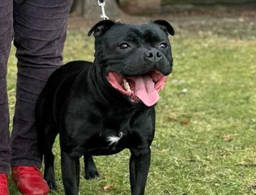 Стаффордширський бультер’єр: Весняні малюки від Інтерчемпіона в розпліднику “Zarr Amphorum”