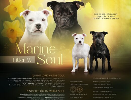 Стаффордширський бультер’єр: Цуценята від пари чемпіонів у розпліднику “Marine Soul”