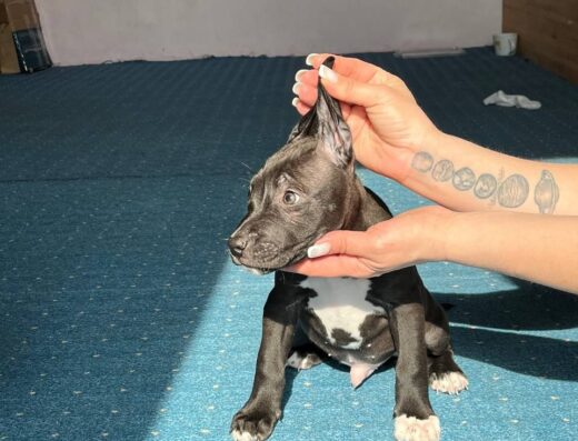 Американський стаффордширський тер’єр: Гарні малюки у пошуку відповідальних власників