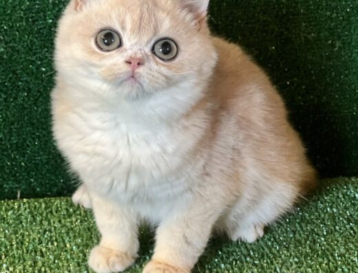 Золота шиншила хлопчик bri ay 12