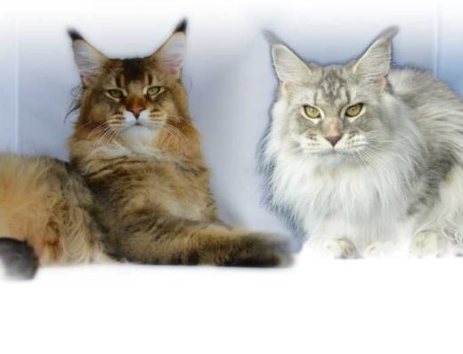 Мейн-кун. Дівчинка, 2 місяці.