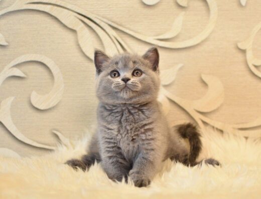 Шотландські кошенята.