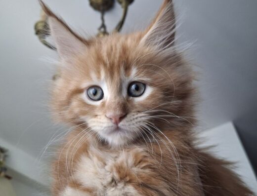 Сонячна дівчинка мейн-кун.