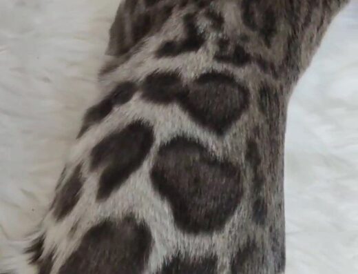 Молодий кіт для розведення