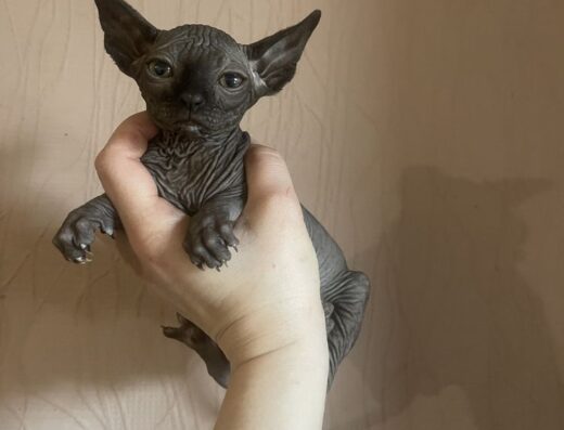 Неймовірний чорний діамант