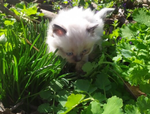 Кішечка Сіамська: Пухнастий метис, ласкава та красива дівчинка