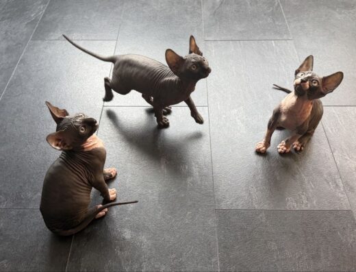 Чарівні котенята сфінкса