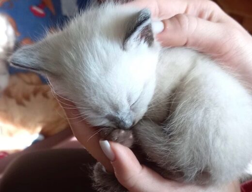 Тайський котик