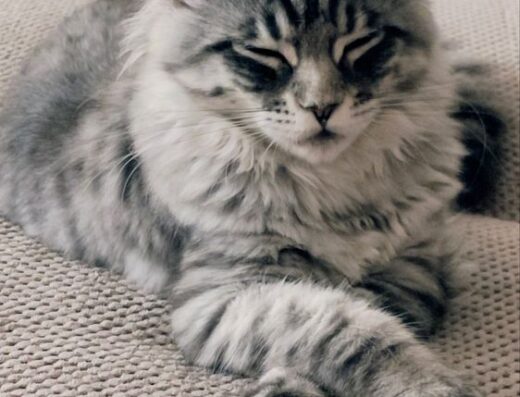 Мейн Кун (Ну дуже гарні)як пантери