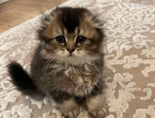 Чистокровні британські NY25 золоті шиншили