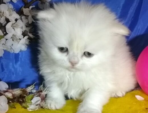 Кошеня білого хайленд-камео шиншила