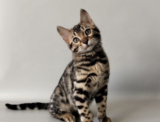 Бенгальські котенята