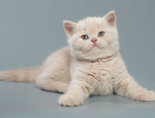 Шотландські плюшеві кошенята.