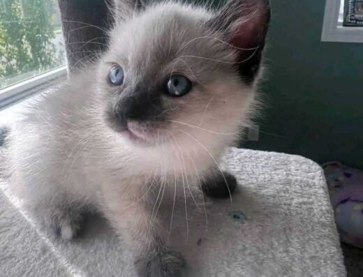 Сіамські кошенята