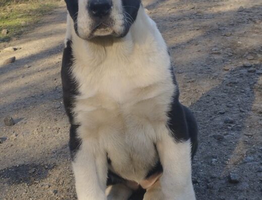Середньоазіатська вівчарка: Породні малюки з розплідника