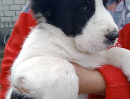 Цуценята Середньоазіатської вівчарки: Чистокровні малюки Алабая