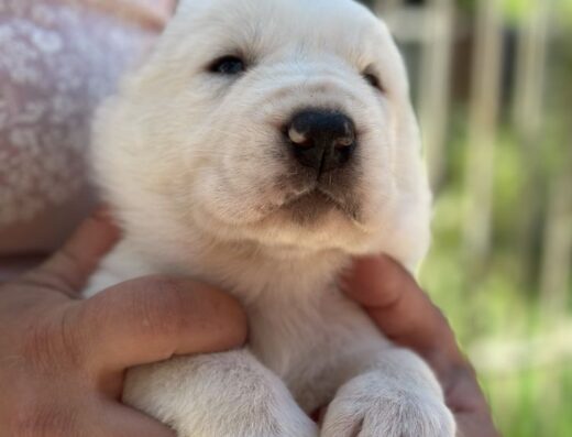 Малюки Середньоазіатської вівчарки: Надійні охоронці з монопородного розплідника “ODESSA MAMA”