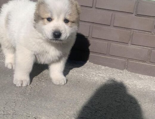 Хлопчик Середньоазіатської вівчарки: Породний малюк з документами