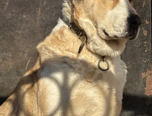 Середньоазіатська вівчарка: Маленькі ведмежата у пошуку люблячих родин