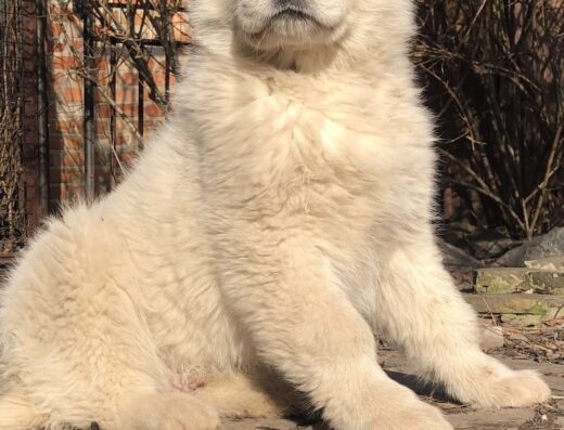 Середньоазіатська вівчарка: Породні малюки з кров’ю чемпіонів