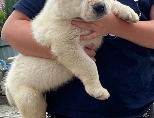 Середньоазіатська вівчарка: Надійні охоронці та вірні друзі