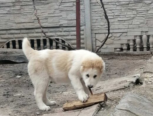 Середньоазіатська вівчарка: Породні малюки готові до переїзду