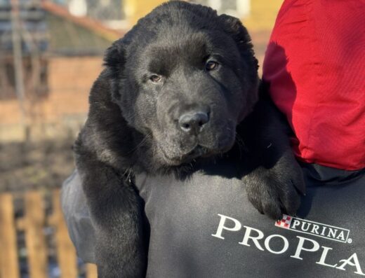 Середньоазіатська вівчарка: Чорні смоляні малюки з міцним кістяком