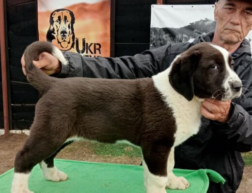 Середньоазіатська вівчарка: Перспективна дівчинка для виставок та розведення