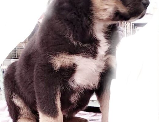 Середньоазіатська вівчарка: Великі та самостійні малюки