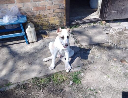 Середньоазіатська вівчарка: Активний та грайливий хлопчик