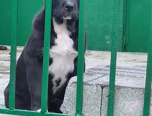 Середньоазіатська вівчарка: Дівчатка від батька-важковаговика