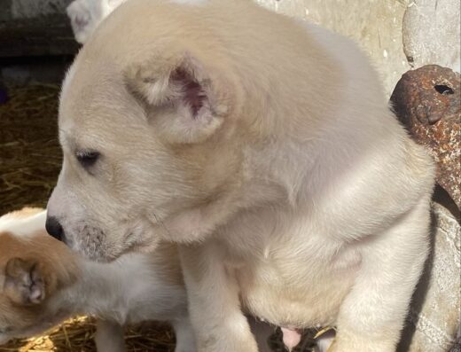 Середньоазіатська вівчарка: Чистокровні малюки з доставкою по Україні