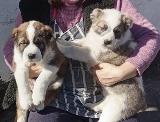 Середньоазіатська вівчарка: Туркменські малюки з паспортами