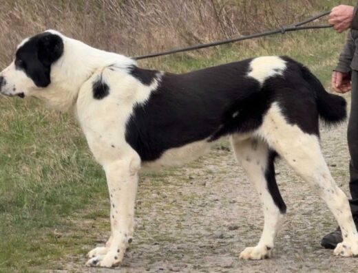 Середньоазіатська вівчарка: Молодий білий красень з міцним кістяком