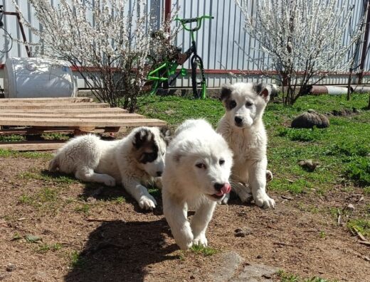 Середньоазіатська вівчарка: Здорові малюки від вихованих батьків