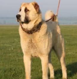 Середньоазіатська вівчарка: Шикарний кобель із документами