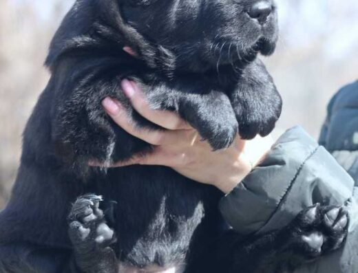 Середньоазіатська вівчарка: Велика чорна дівчинка з професійного розплідника