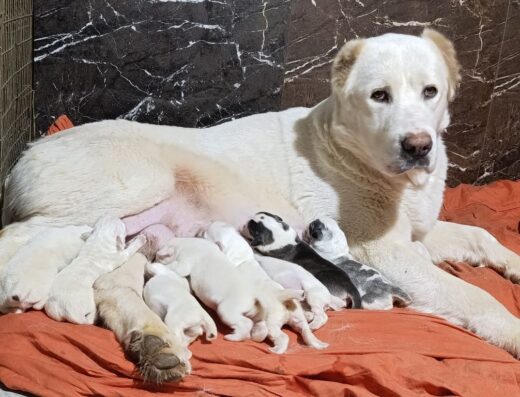 Середньоазіатська вівчарка: Бронювання малюків від спокійних батьків